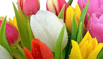 Сеть магазинов «Планета цветов»