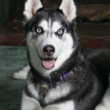 «Ледяные глазки»